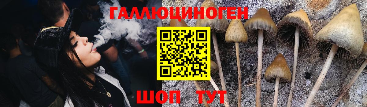 Галлюциногенные грибы Psilocybe  где купить наркоту  Северобайкальск  Вход с VPN  Псилоцибиновые грибы GOLDEN TEACHER 
